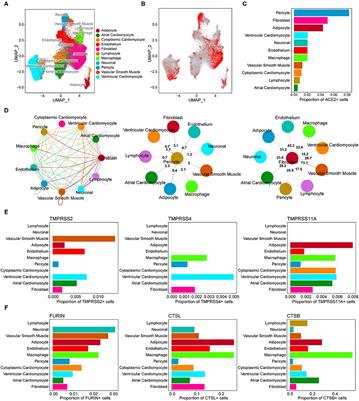 Detailed Analyses of the Expression Patterns of Potential Severe Acute Respiratory Syndrome Coronavirus 2 Receptors in the Human Heart Using Single-Nucleus RNA Sequencing